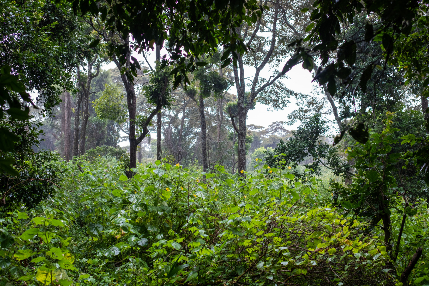 Créditos de Carbono: Guia Completo para Proprietários Rurais e Empresas Aproveitarem o Mercado